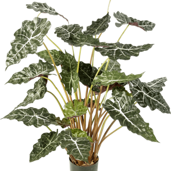 Alocasia