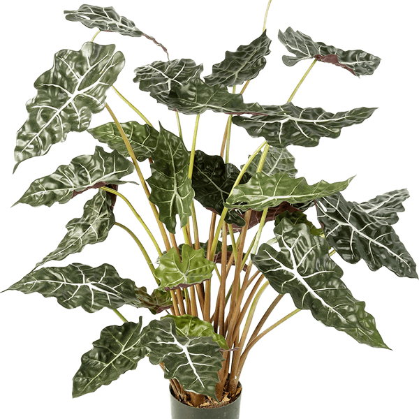 Alocasia