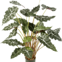 Alocasia