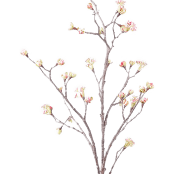 Fructul arțarului