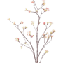 Fructul arțarului