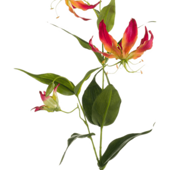 Gloriosa