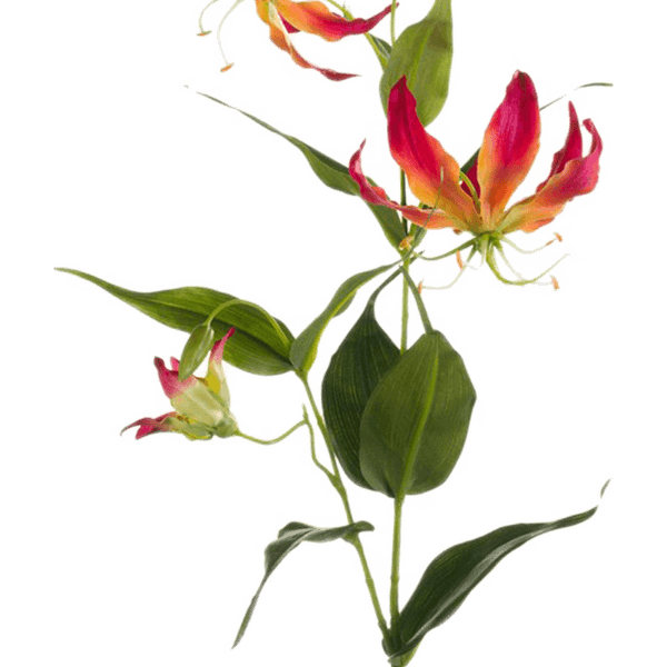 Gloriosa