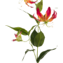 Gloriosa