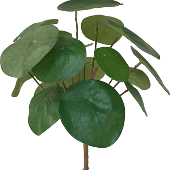 Pilea Pilea