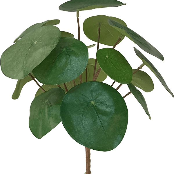 Pilea
