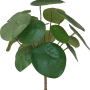 Pilea