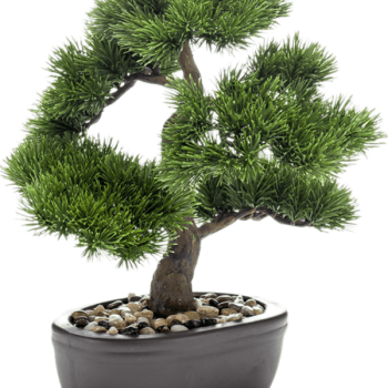 Pinus Pinus