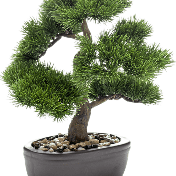 Pinus