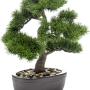 Pinus
