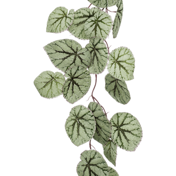 Begonia Begonia