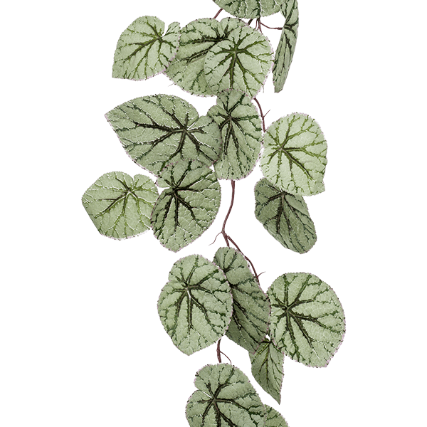 Begonia