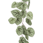Begonia