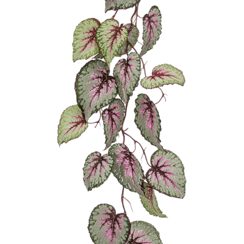 Begonia Begonia