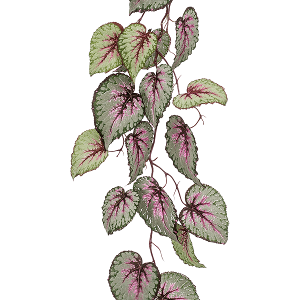 Begonia