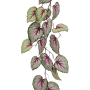 Begonia