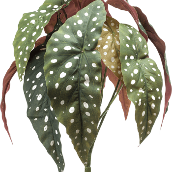 Begonia Maculata Begonia Maculata