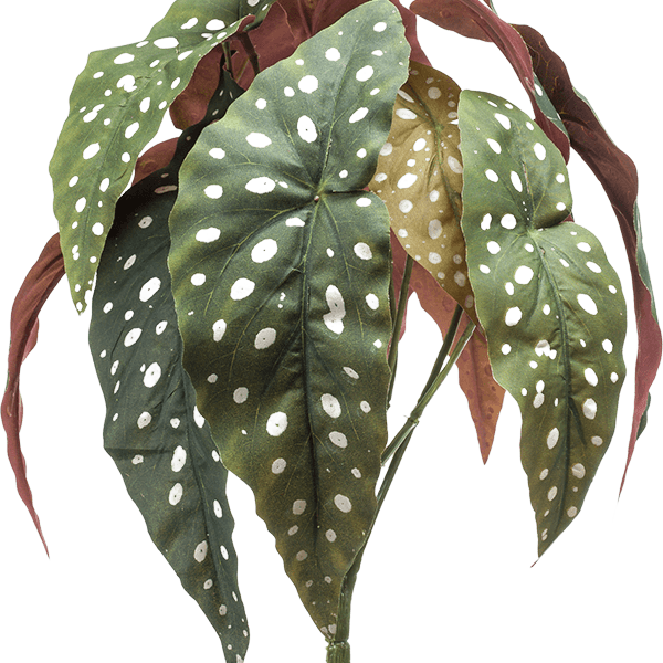 Begonia Maculata