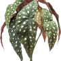 Begonia Maculata