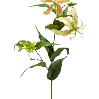 Gloriosa