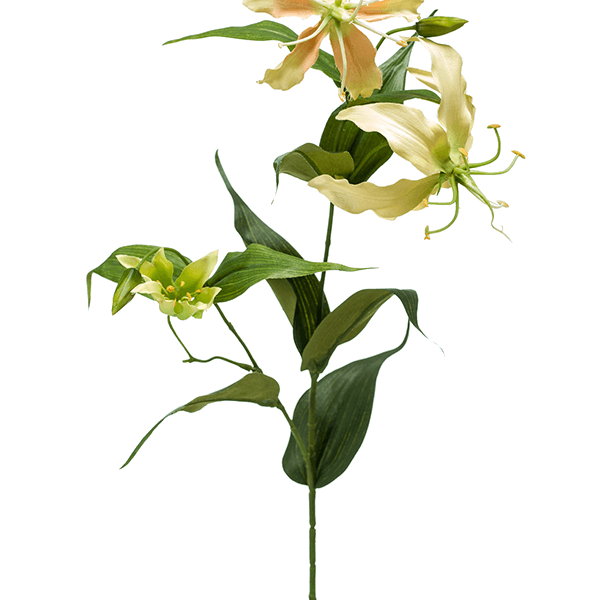 Gloriosa