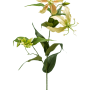 Gloriosa