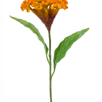 Celosia Celosia