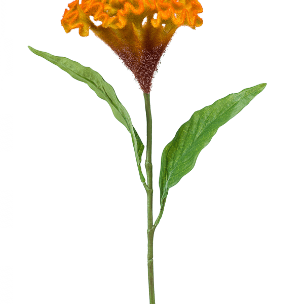 Celosia