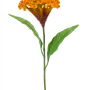 Celosia