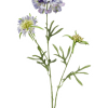 Scabiosa