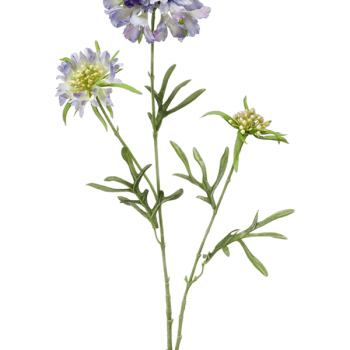 Scabiosa