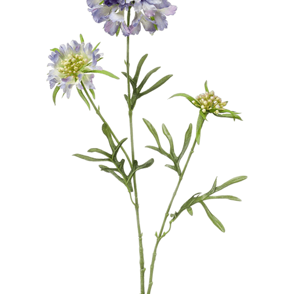 Scabiosa