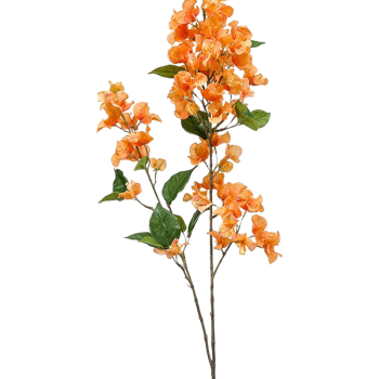 Bougainvillea Bougainvillea