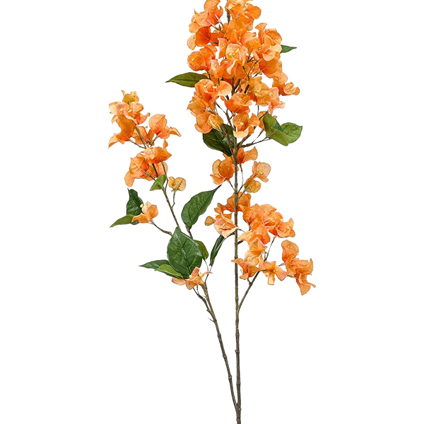 Bougainvillea