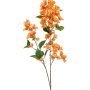Bougainvillea