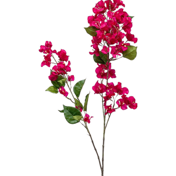 Bougainvillea Bougainvillea