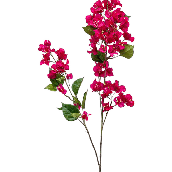 Bougainvillea