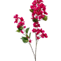 Bougainvillea