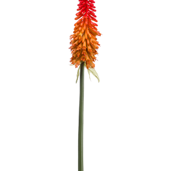 Kniphofia