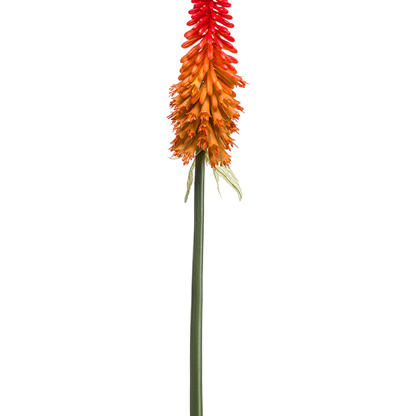 Kniphofia