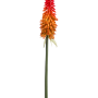 Kniphofia