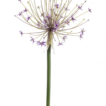 Allium