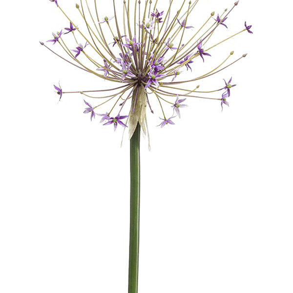 Allium