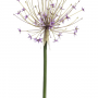 Allium