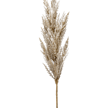 Iarbă de pampas