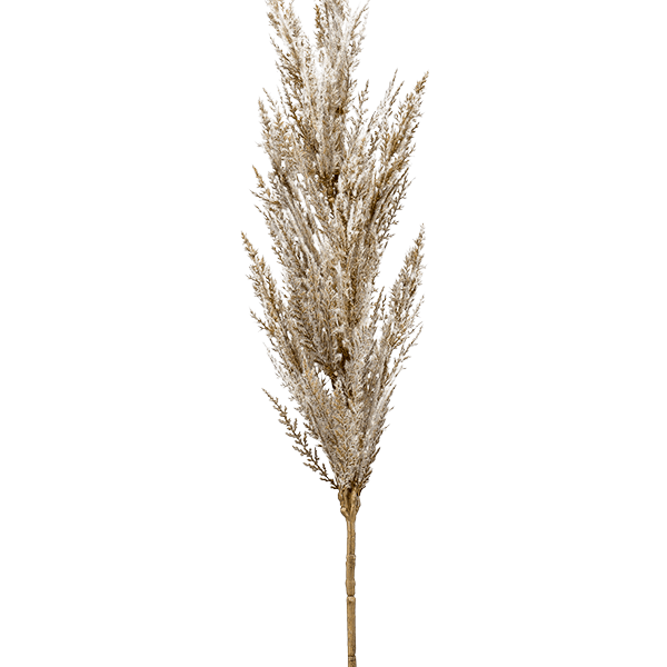 Iarbă de pampas
