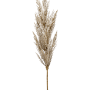 Iarbă de pampas