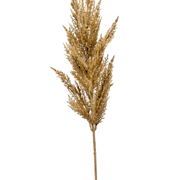 Iarbă de pampas