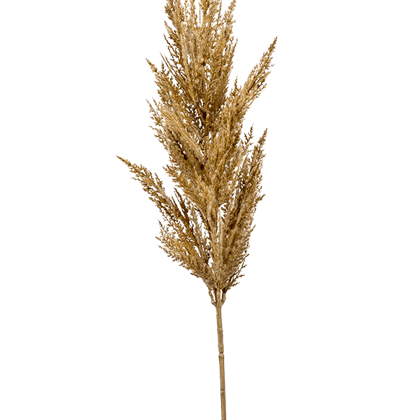 Iarbă de pampas