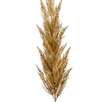 Iarbă de pampas